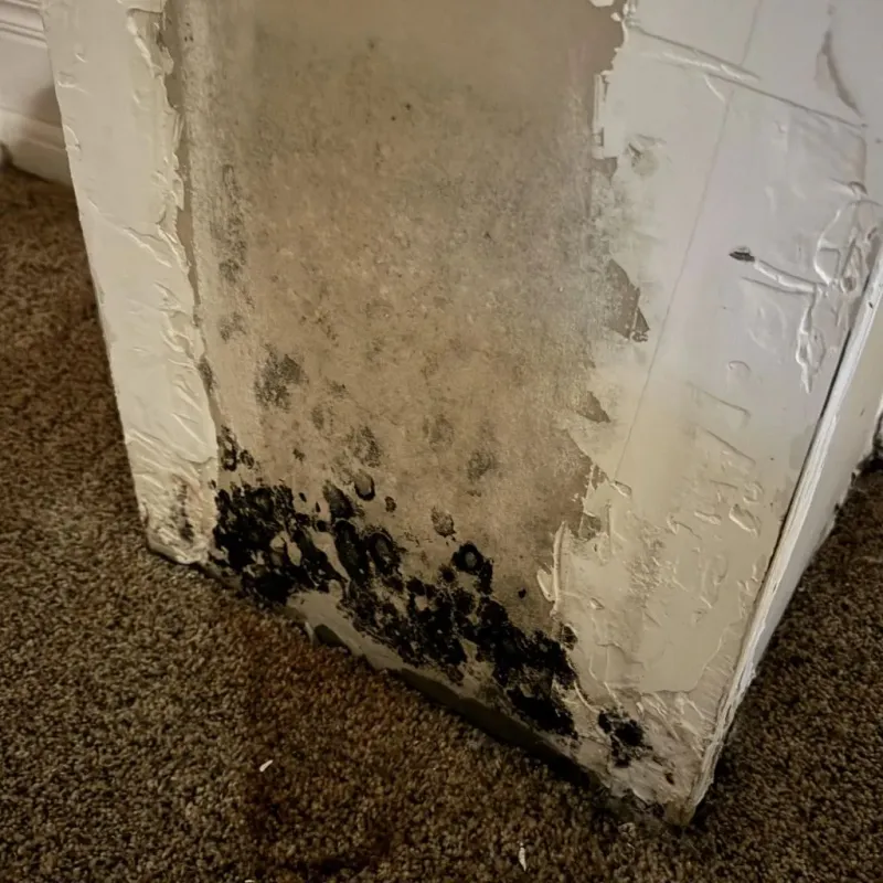Professional Mold Removal in Seagraves, TX